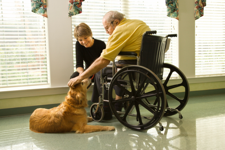 Therapy dogs provide comfort and bring cheer.