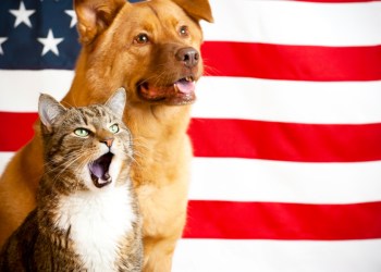 Join ARF for a Fourth of July celebration.