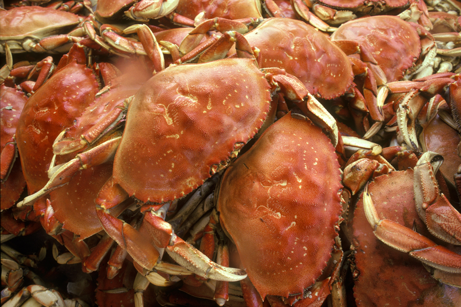 Enjoy soft-shell crab on a brioche.