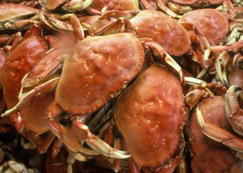 Enjoy soft-shell crab on a brioche.