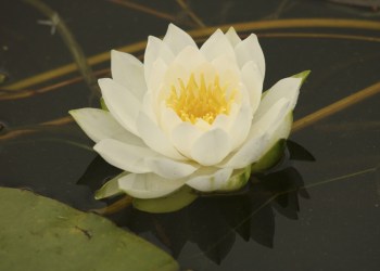 Lotus make a beautiful addition to the garden.