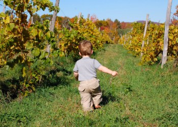 North Fork vineyards aren't just enjoyable for adult—kids can have a lot of fun too.