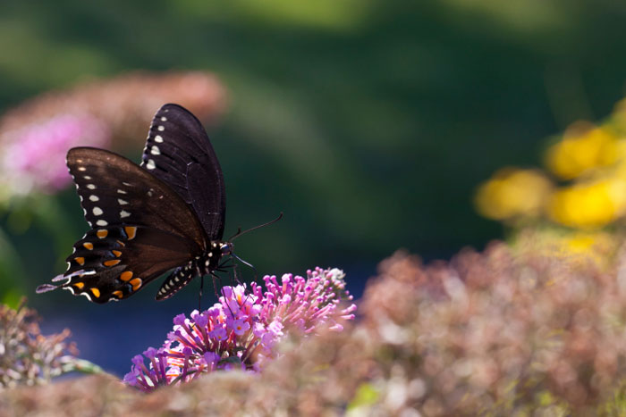 Eastern Black Swallowtail butterflies.