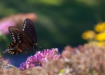 Eastern Black Swallowtail butterflies.