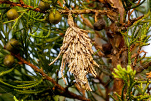 Bagworm on a pine tree.