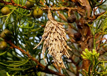 Bagworm on a pine tree.