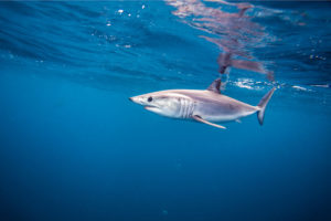 Catch a mako shark during a Hamptons and Montauk shark tournament this summer.