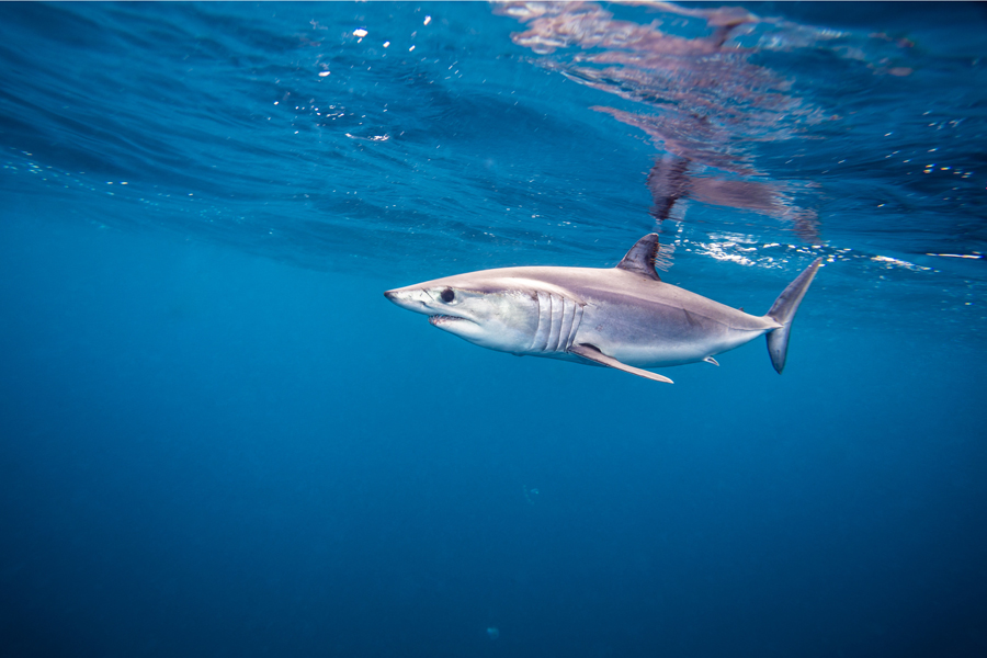 Catch a mako shark during a Hamptons and Montauk shark tournament this summer.