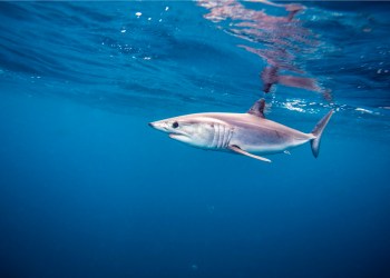 Catch a mako shark during a Hamptons and Montauk shark tournament this summer.