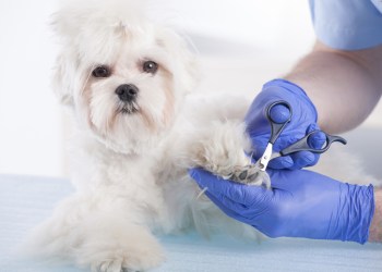 Get your dog ready for the warmer weather by taking him to a groomer.