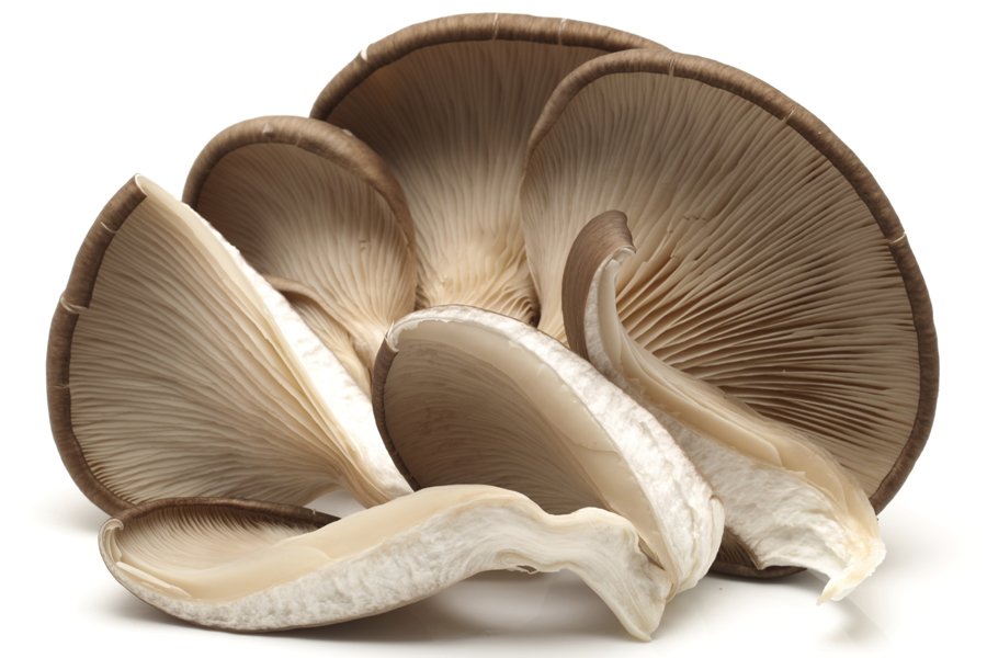 oyster mushroom