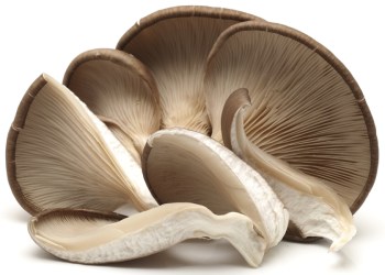 oyster mushroom