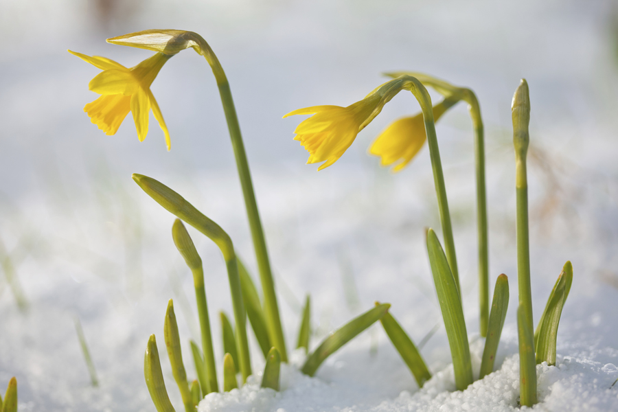 Daffodil blooming through the snow