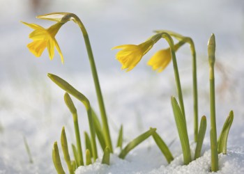 Daffodil blooming through the snow