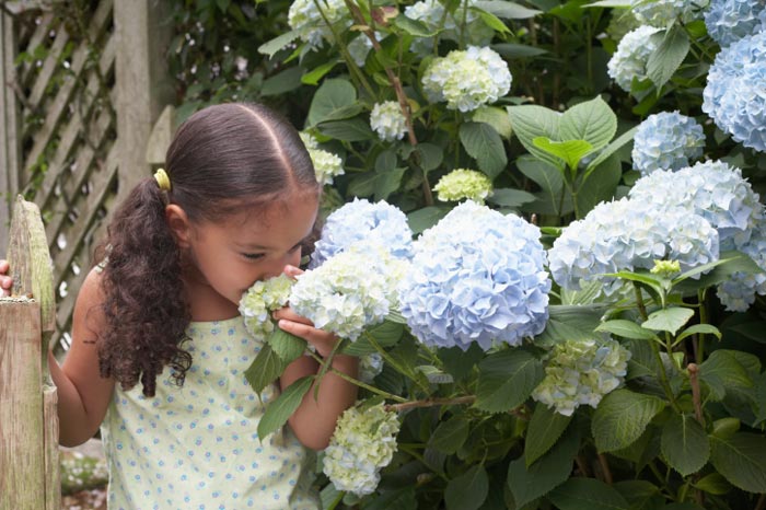 Hydrangeas