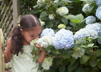 Hydrangeas