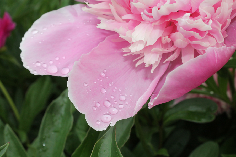 Avoid overwatering your plants this summer—too much water depletes nutrients.