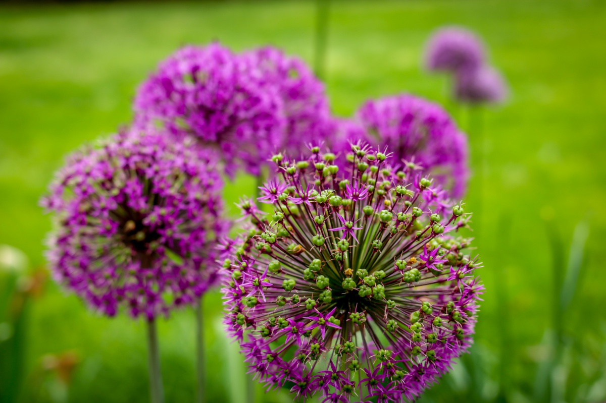 Alliums can infuse your garden with color.