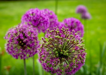 Alliums can infuse your garden with color.