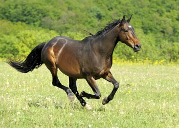 ThinkstockPhotos-477817591