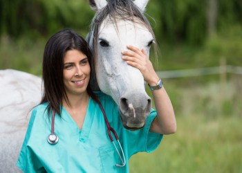 Equine veterinarians come to you.