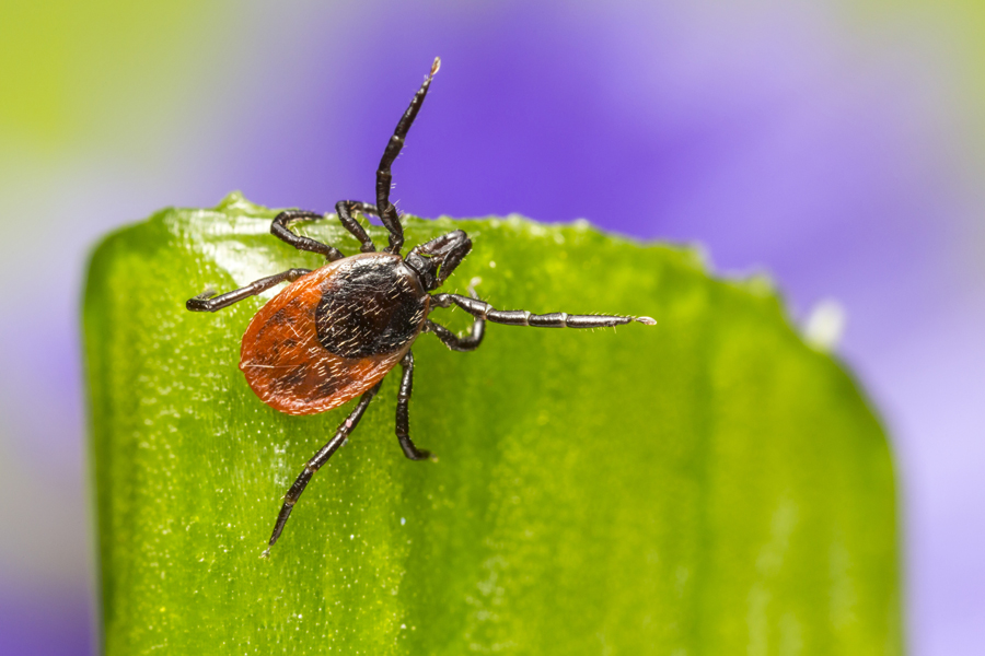 Ticks are abundant on the East End this summer.