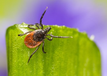 Ticks are abundant on the East End this summer.