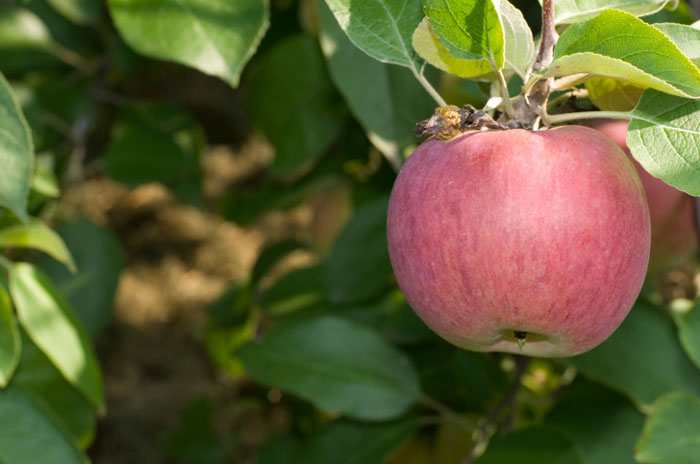 apple picking