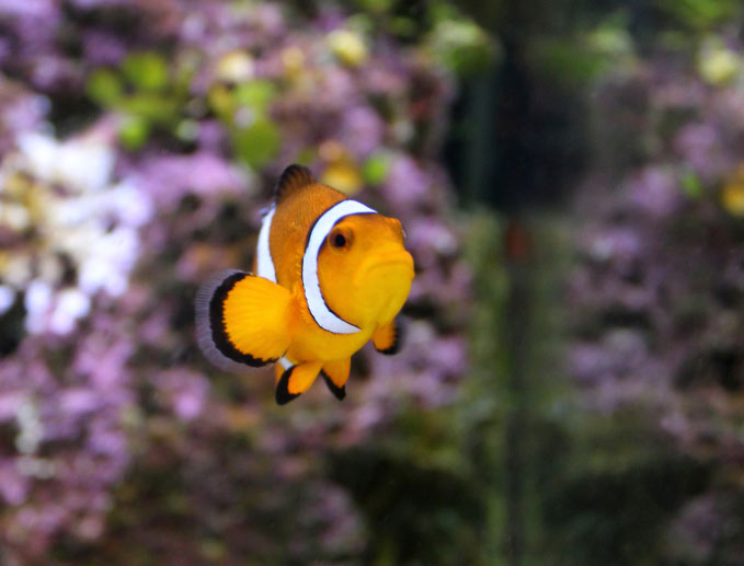 FInding Nemo is the tale of rescuing a list clown fish.