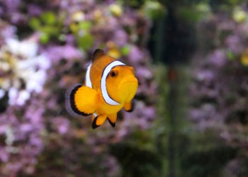 FInding Nemo is the tale of rescuing a list clown fish.