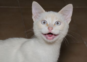 ARF neutered a record 56 cats in one day.