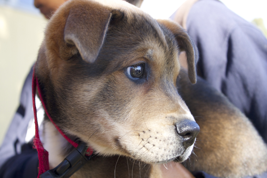 Puppies as young as 5 months are old enough to get pregnant.