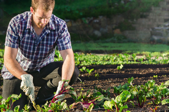 new farmer