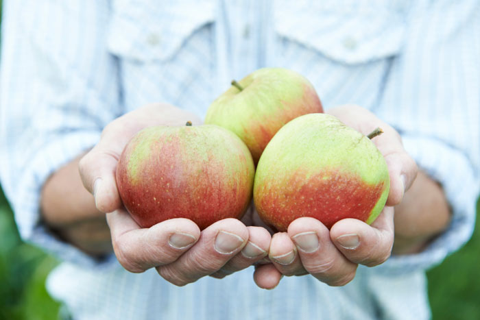 Go apple picking in the Hamptons this fall.