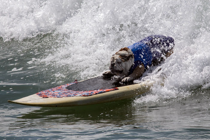 surfing bulldog