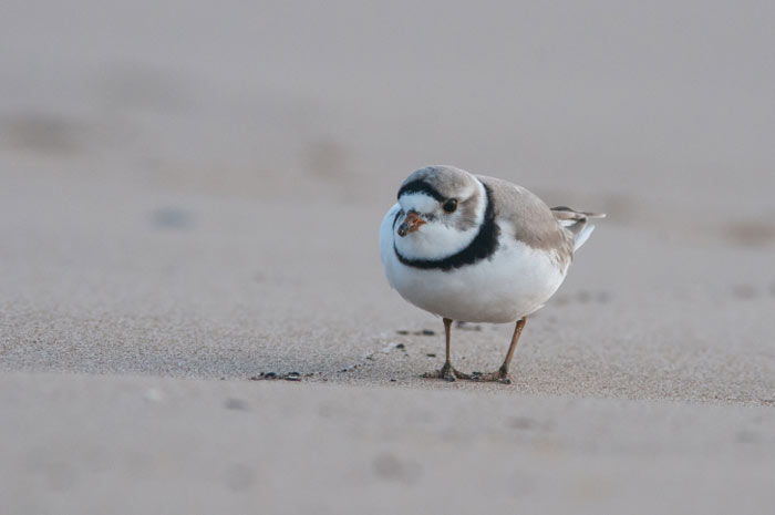 Piping plovers don't use calendars.