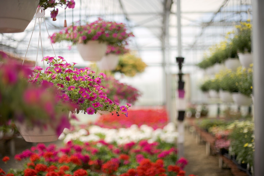 Upgrade your landscape with a visit to the Best of the Best nurseries and garden centers on the East End.