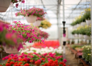 Upgrade your landscape with a visit to the Best of the Best nurseries and garden centers on the East End.