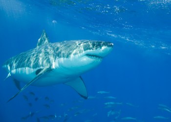 Jaws may not have been filmed in the Hamptons, but it has Hamptons and Montauk connections. Fuse