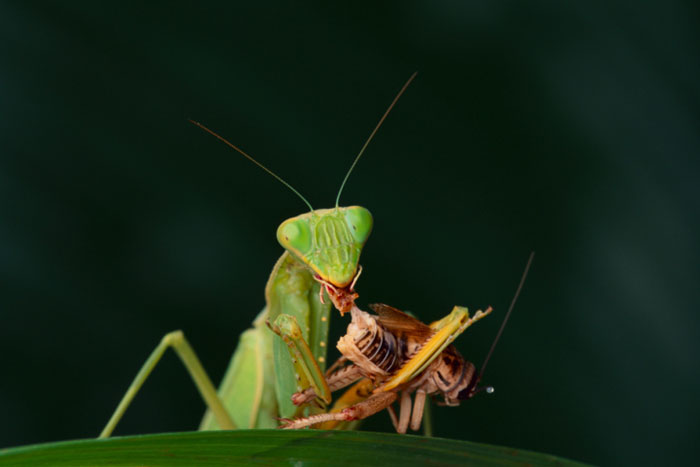 Praying mantis chomps down
