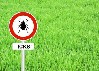 There's ticks in them thar lawns!