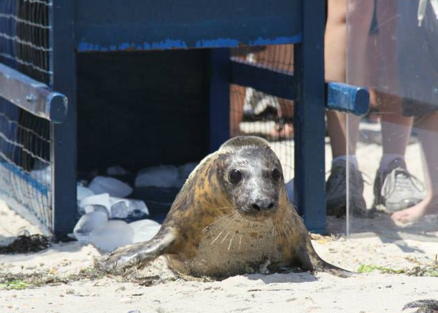 Tigger the Seal Released