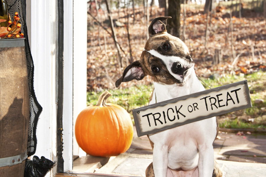 Does your dog need a costume this Halloween? Fear not, we have you covered