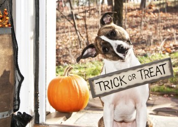 Does your dog need a costume this Halloween? Fear not, we have you covered