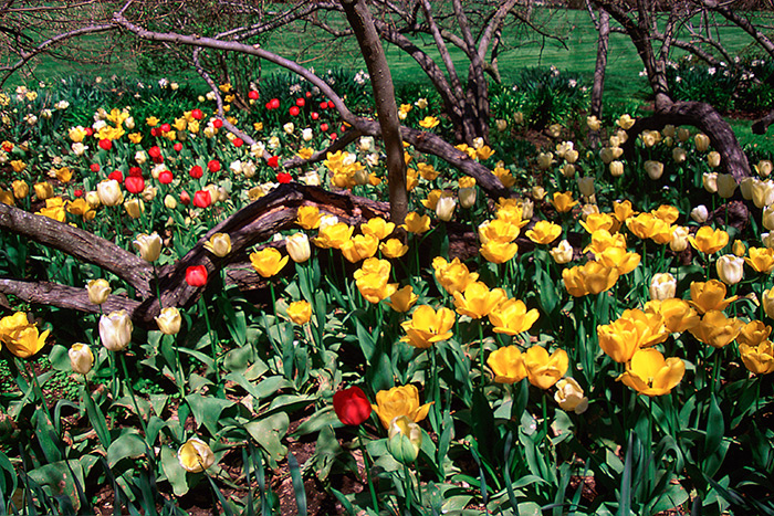Tulips in a spring garden Unlimited Earth Care