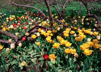 Tulips in a spring garden Unlimited Earth Care