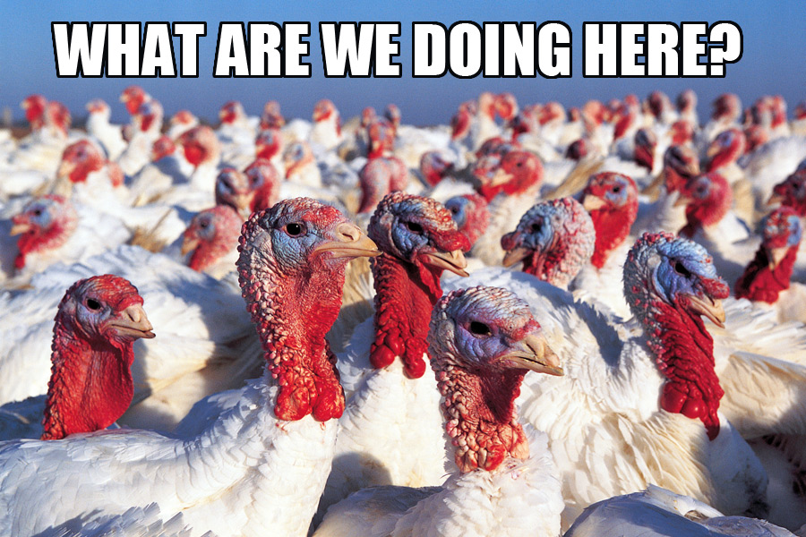 Turkeys missing the point on Thanksgiving