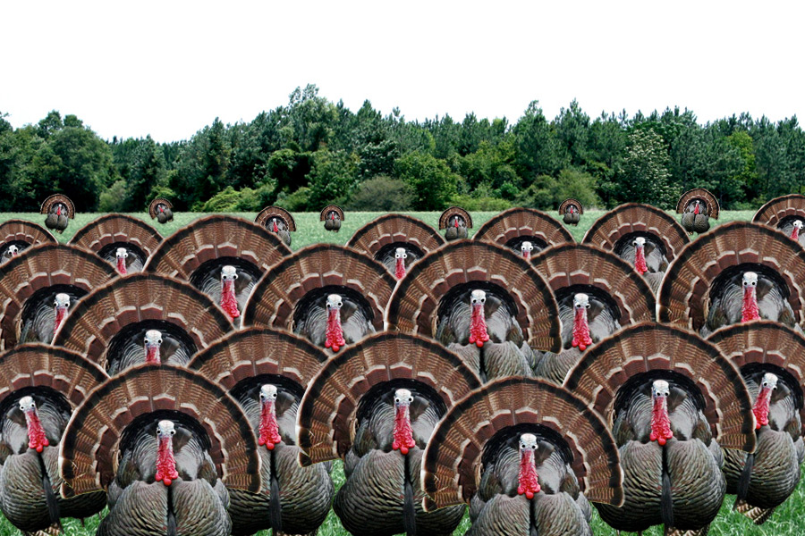 Turkeys Take Over!