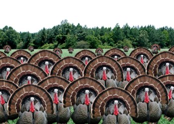 Turkeys Take Over!