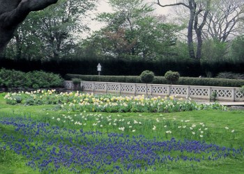 Fall is the time to plant spring-flowering bulbs